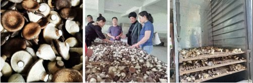 【學員走訪】華蓋朵朵，務實篤行——記走訪江西財大農林班江西山呦峰農業科技熊輝同學631.jpg